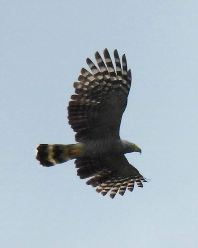 Ave rapaz en vuelo sobre la reserva