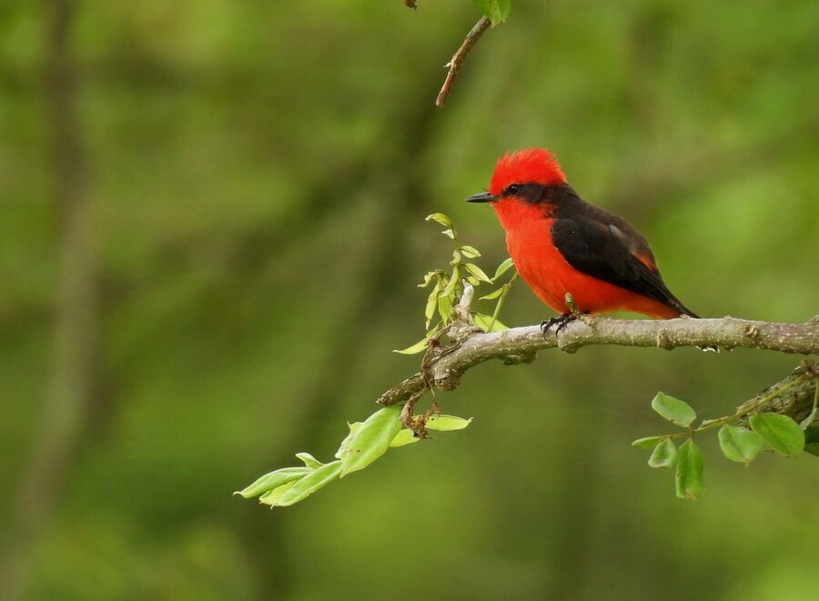 Titiribí o pechirrojo