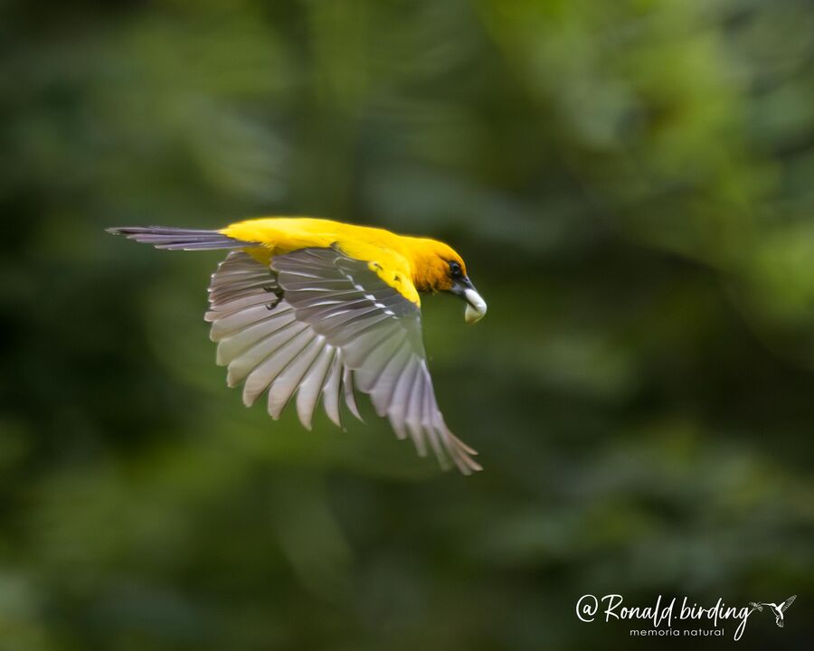 Turpial amarillo